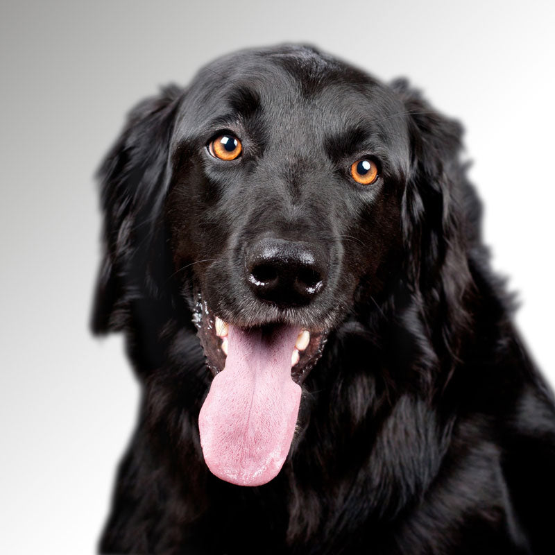 Kapseln für Hunde