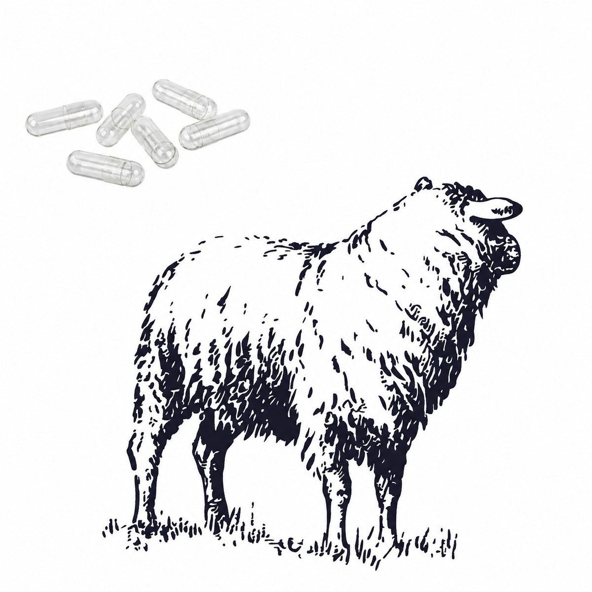 Bild mit Schaf und veterinärmedizinischen Kapseln