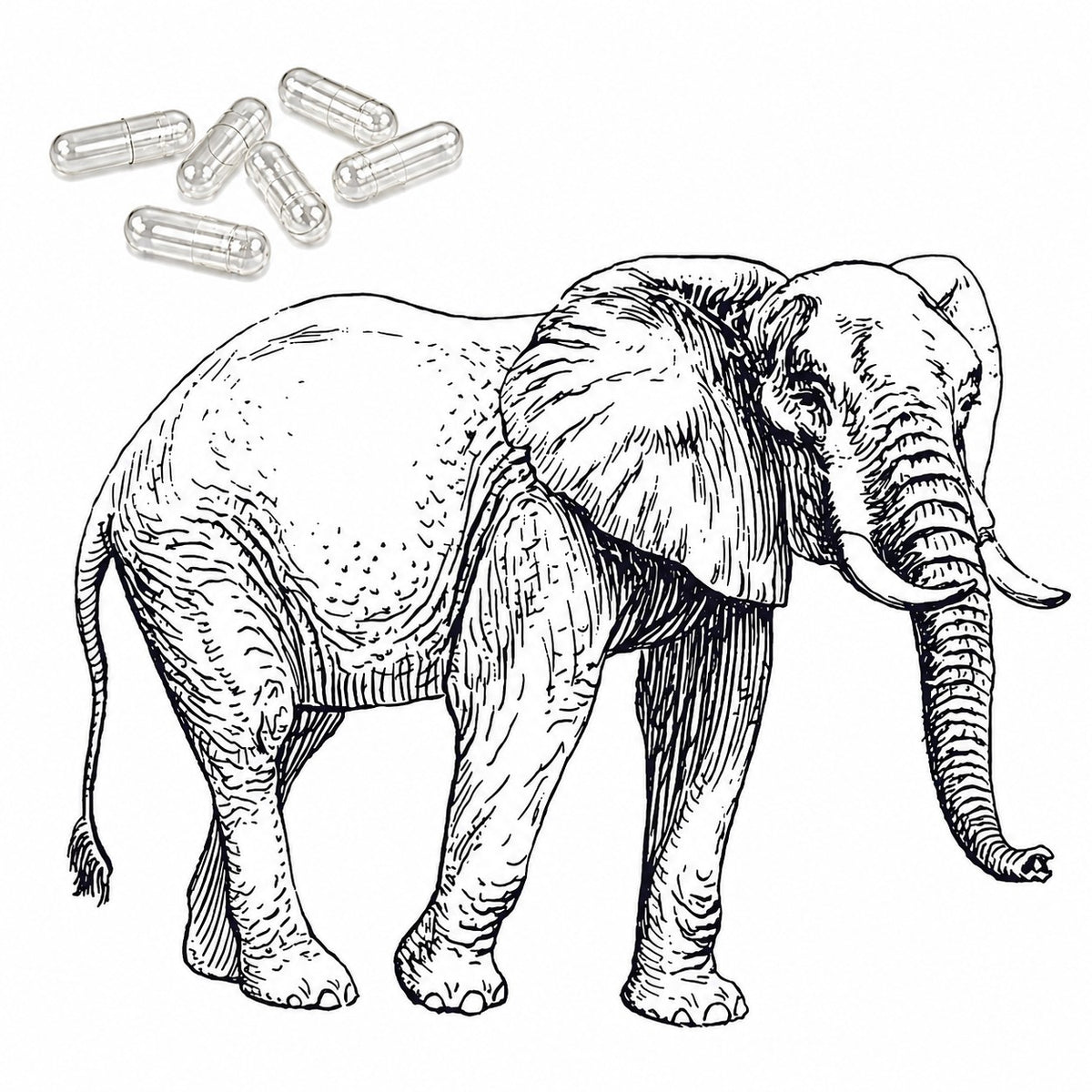 Bild mit Elefant und einigen veterinärmedizinischen Kapseln