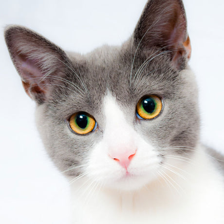 Kapseln für Katzen