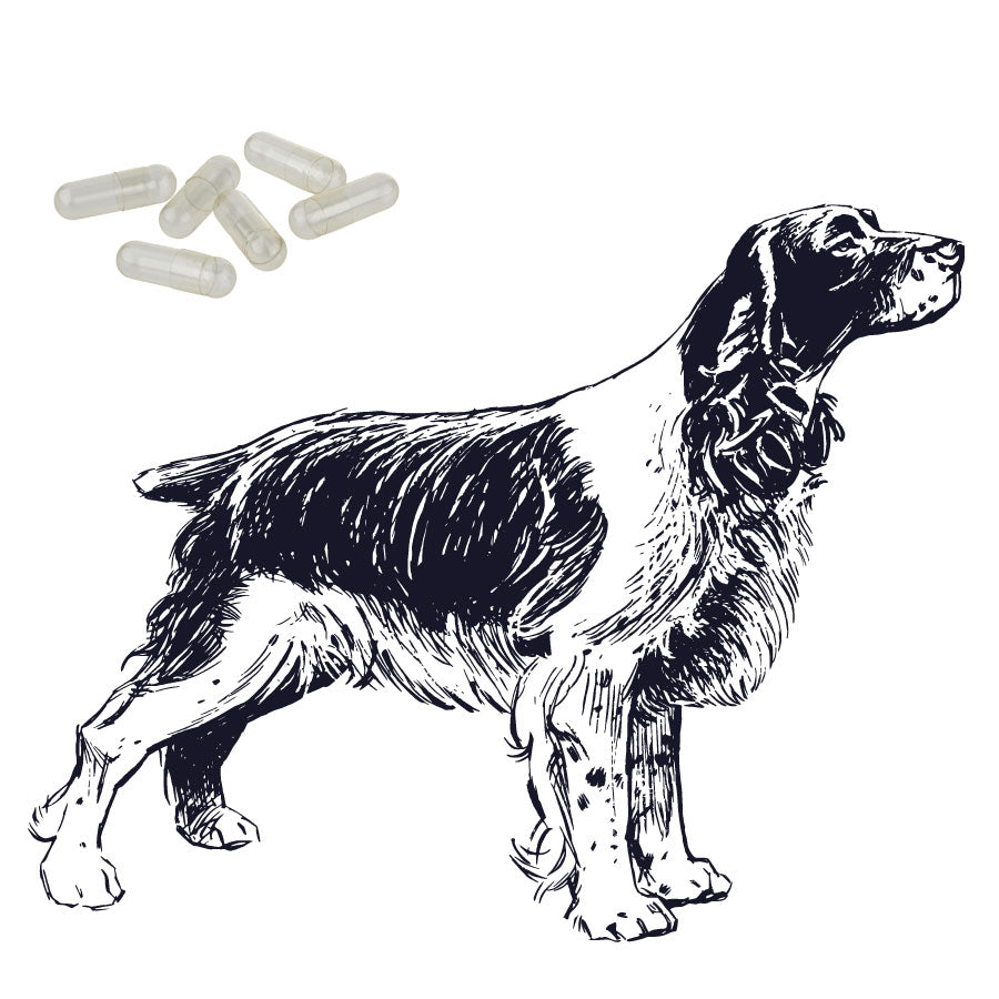Hundekapseln klar - Größe 3