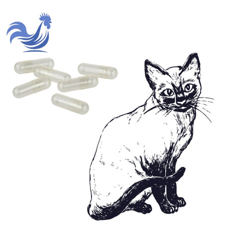 Katzenkapseln klar - Größe 3