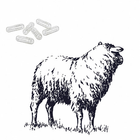 Bild mit Schaf und  veterinärmedizinischen Kapseln