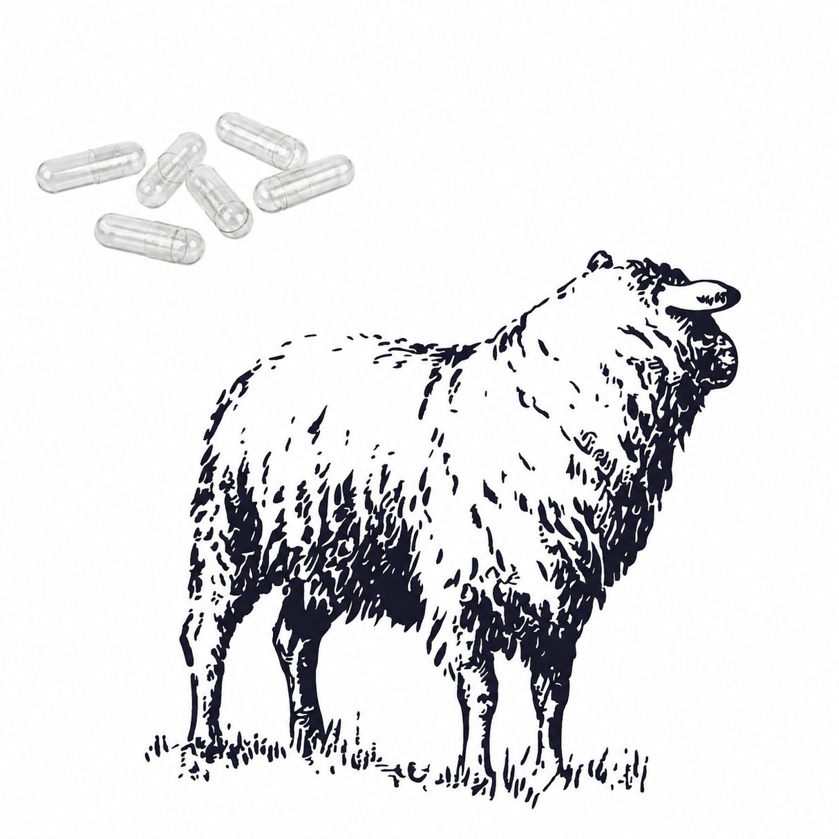 Bild mit Schaf und  veterinärmedizinischen Kapseln