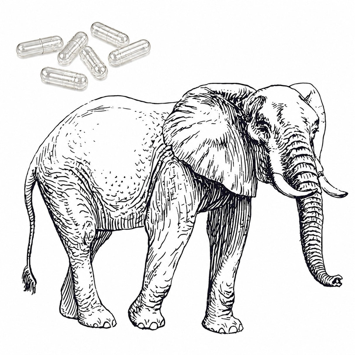 Bild mit Elefant und einigen veterinärmedizinischen Kapseln