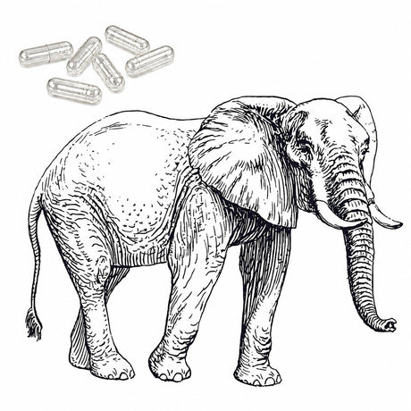 Bild mit Elefant und einigen veterinärmedizinischen Kapseln